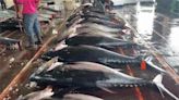 創20年紀錄！ 蘇澳黑鮪魚交易量「估將破4千尾」