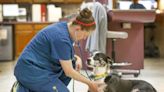 Free vaccinations for dogs, cats offered by SPCA of Texas in Dallas Nov. 6