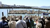 Dicht gedrängt: Tausende Seelöwen locken Schaulustige in San Francisco an