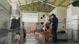 Oregon Dog Rescue Unveils $1 Million Facility to House 100 Dogs