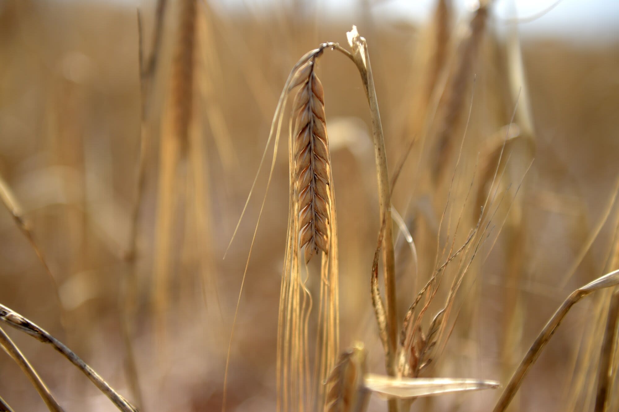 Dry Weather in Australia’s Top Grain State Raises Crop Concerns