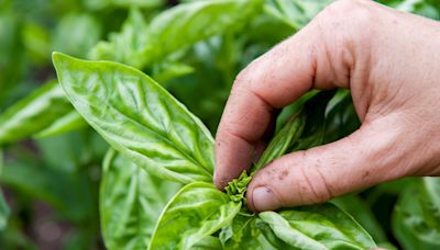 How to Prune Basil to Boost Your Harvest
