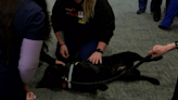 Therapy dog visits Carle nurses for Nurse Appreciation Week