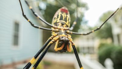 Huge flying SPIDERS are spotted in Northeast for first time