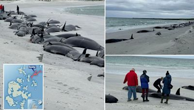 Unravelling the mystery of the 77 beached whales in Orkney