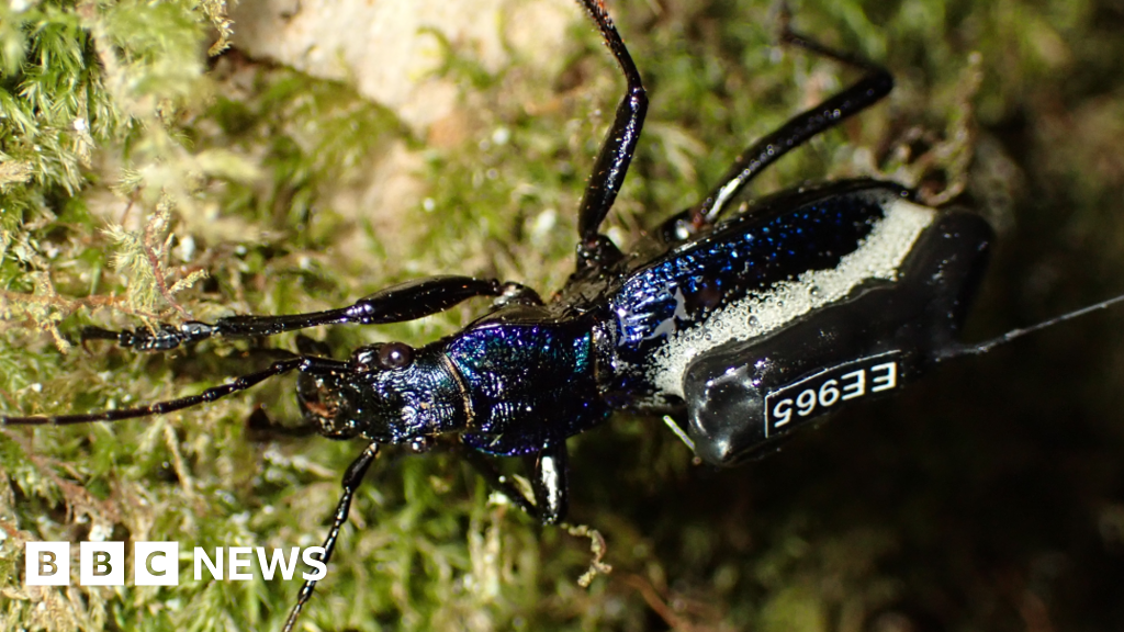 Radio trackers placed on rare beetles across Dartmoor