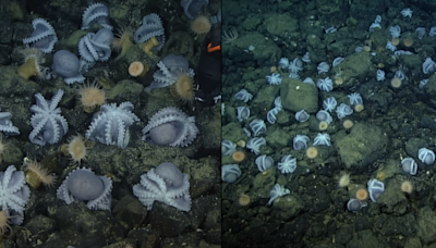 Scientist solve mystery of why thousands of octopuses gather at mysterious spot to die