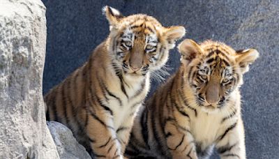 Amur tiger cubs have their first public outing at Germany’s Cologne Zoo