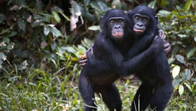 The surprising truth behind gay love in the animal kingdom