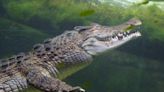 Un enfant de 12 ans porté disparu après avoir été enlevé par un crocodile en Australie