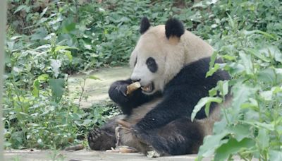 Adorable diplomacy: Two new giant pandas are on their way to San Diego Zoo from China