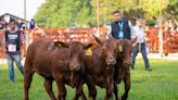 Por segundo año consecutivo, Brangus fue la raza bovina que más semen exportó