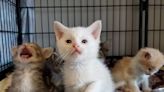 SPCA issues warning about couple selling sick kittens in Surrey, B.C.