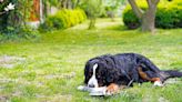 Trainer reveals one tip to prevent food guarding in your dog — and it’s very straightforward