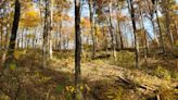 Forest Service to share the importance of oak trees in June 25 presentation