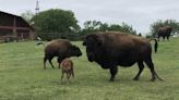 'It’s officially spring!': First baby bison of the season born at Pawnee ranch