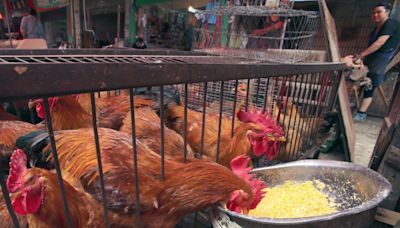 CDC warns of salmonella outbreak from backyard poultry farms