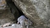 'Perfect rat storm': Ontario cities seek ways to fight increasingly visible rats