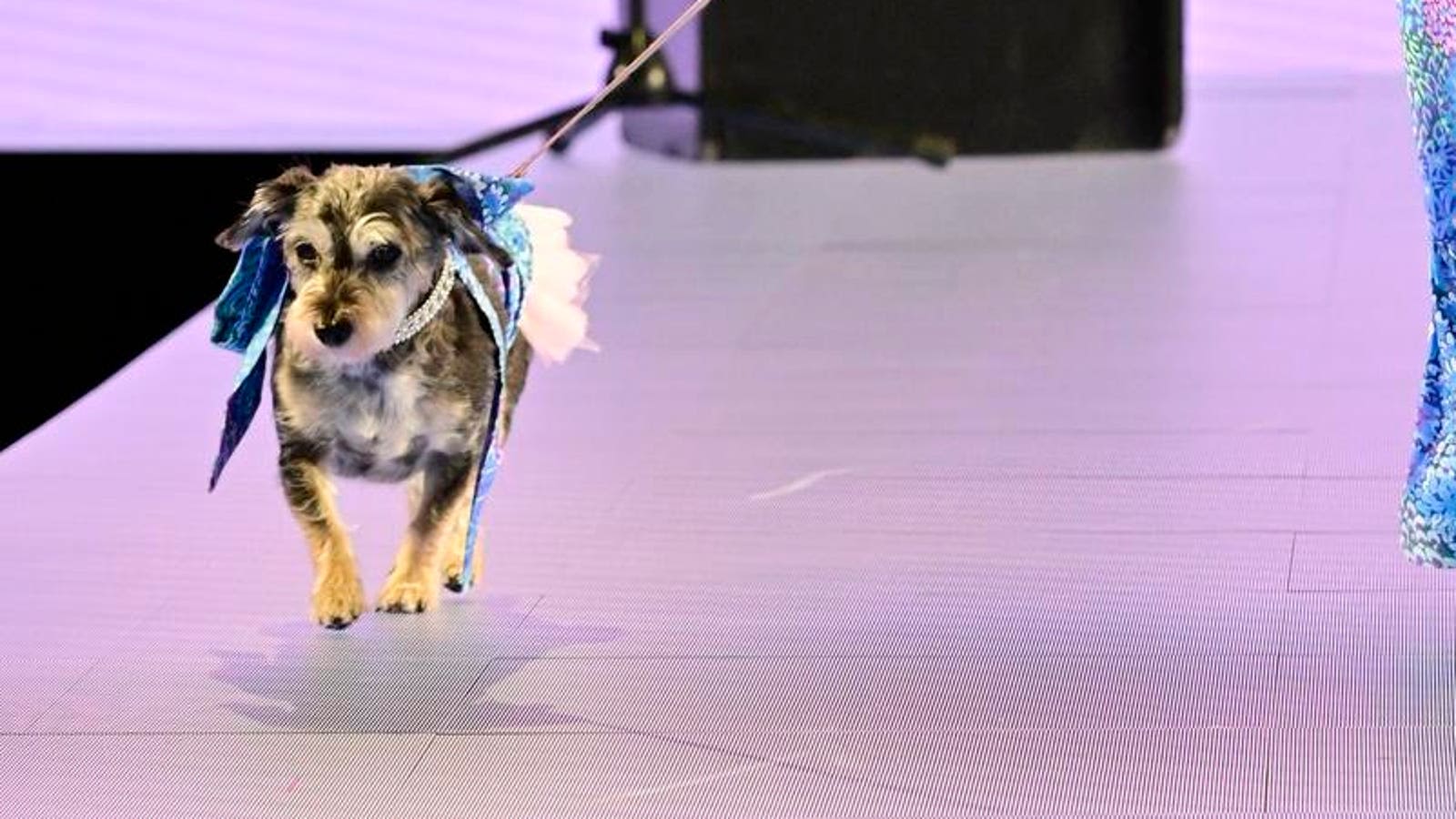 Dogs Rule The Runway At Elysian’s Second Annual Catwalk Furbaby Show