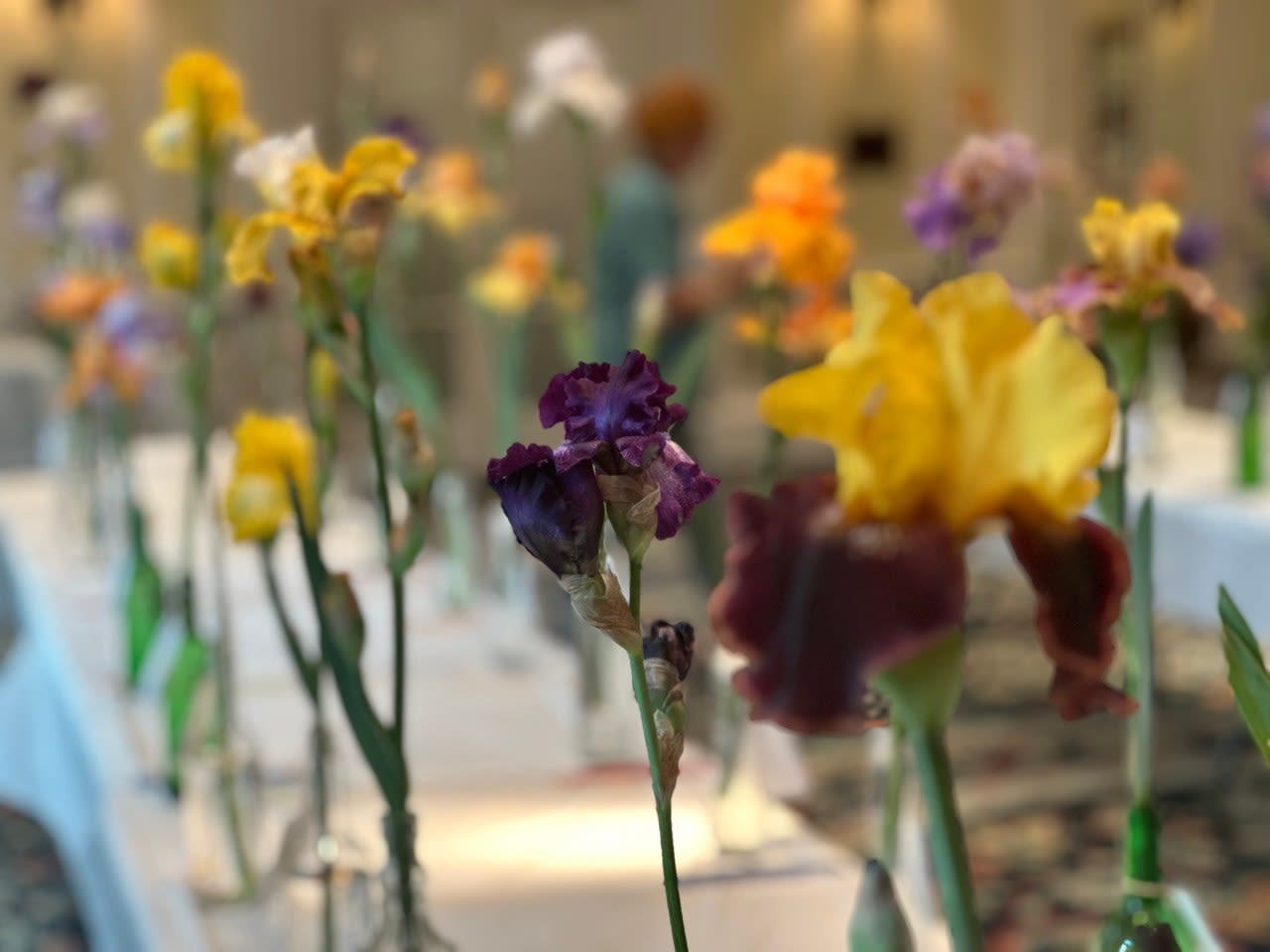 A look inside of the Central Virginia Iris Society Show & Sale, Lewis Ginter Botanical Garden