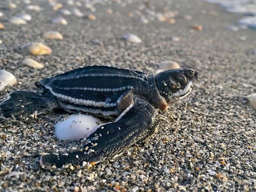 Florida scrambles for solutions to contain ‘wayward’ sea turtles from getting on to commuter road