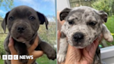 Leicester: Boy, 14, charged after puppies stolen from home