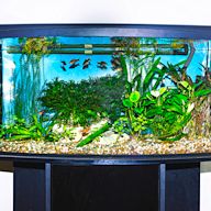 A type of freshwater aquarium that focuses on the growth and maintenance of aquatic plants. Requires specialized lighting and fertilization. Popular plant species include java fern, anubias, and amazon sword.