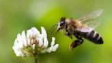 Why Some Bees Are Endangered and What We Can Do to Help