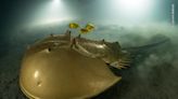 "Luminescent" photo of horseshoe crab wins Wildlife Photographer of the Year prize