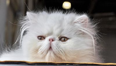 Fluffy Persian Cat’s Halloween Costume Matches Her Sassy Attitude