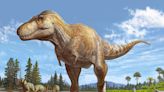 Scientists discover distant cousin of T-rex in museum in plain sight