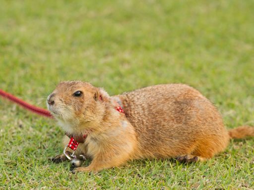 Video of Pet Prairie Dog 'Doing Yoga' Is Pure Internet Gold