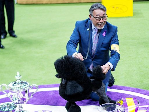 Westminster Dog Show 2024 updates: Sage the Miniature Poodle wins Best in Show