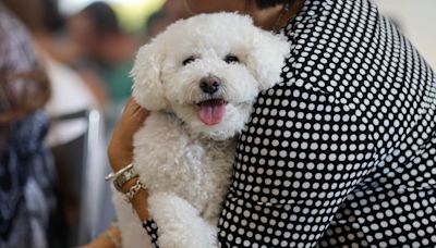 San Mateo County: Fight loneliness with furry friends