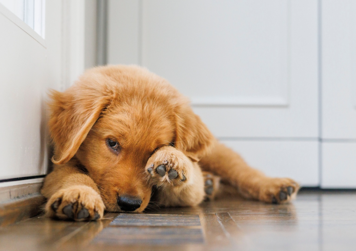 Golden Retriever Puppy ‘Wrestles’ With a Tomato in Adorable Video