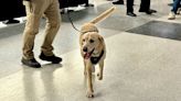 Messi, el labrador retriever que se despidió con honores en el aeropuerto de Washington