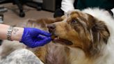 This new Colorado law will let vet techs do more amid veterinarian shortage