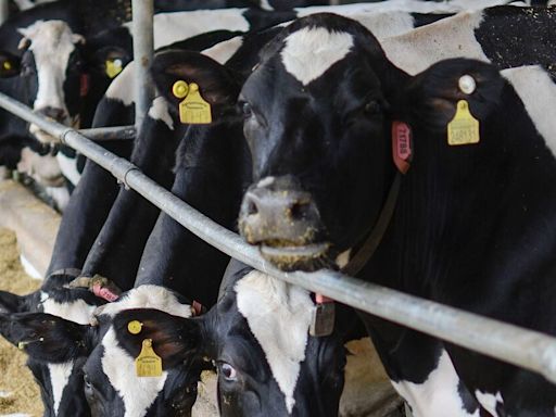 Agro, educação e alertas climáticos: as oportunidades de IA para o Brasil