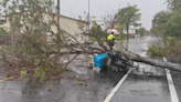 郵差雨中送信遭路樹壓死 彰化郵局：若維護不當倒塌將提國賠