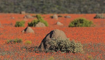 En Afrique du Sud, ces termitières encore habitées ont 34.000 ans, un record