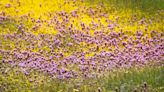 Colorful wildflowers are blooming at Carrizo Plain in SLO County. See the photos and video