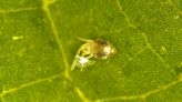 Spider mite males ‘undress’ their partners to mate ASAP