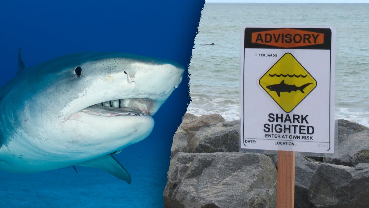 Tiger shark spotted off of Hawaiian coast prompts warning signs on beach