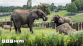 Two new elephants join West Midlands Safari Park