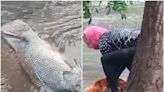 Mueren peces del parque Tangamanga de SLP, arrastrados por corrientes de las fuertes lluvias