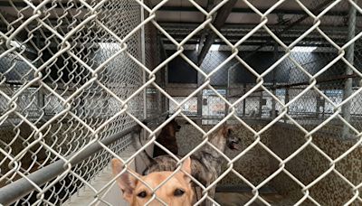 台中犬貓收容爆棚！1年逾300隻淪孤兒 飼主棄養列黑名單「終身不得飼養」