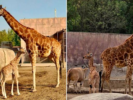 ¡Nuevo integrante! Nace cría de jirafa en el Zoológico de San Juan de Aragón