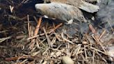 Protected wild bird shot, killed while nesting eggs in central Minnesota