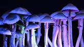 LSD and magic mushroom deaths in Australia are rare but significant