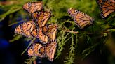Monarchs and other native species need us. Here's how we can help.